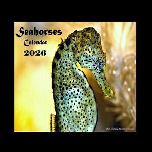 Seahorse Calendar 2026 Seahorse Pictures Seahorse Decor Coral Reef Pictures